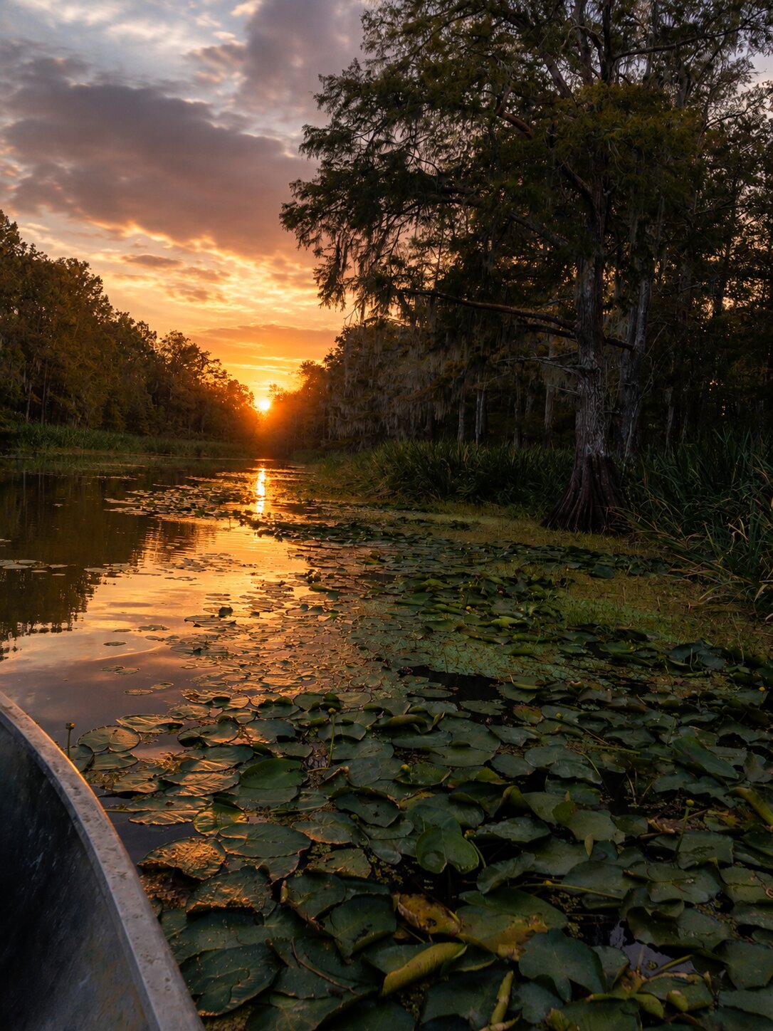 Sunset over the swamp